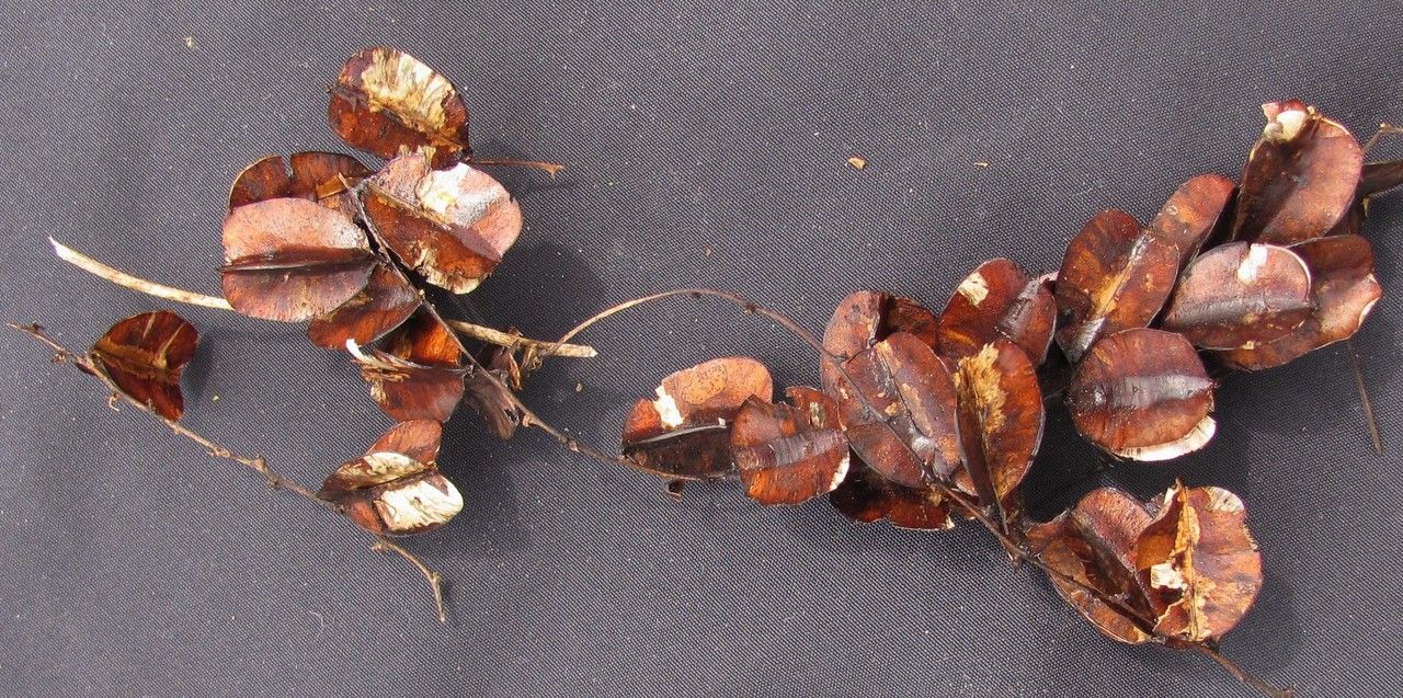 Dioscorea lepida fruit