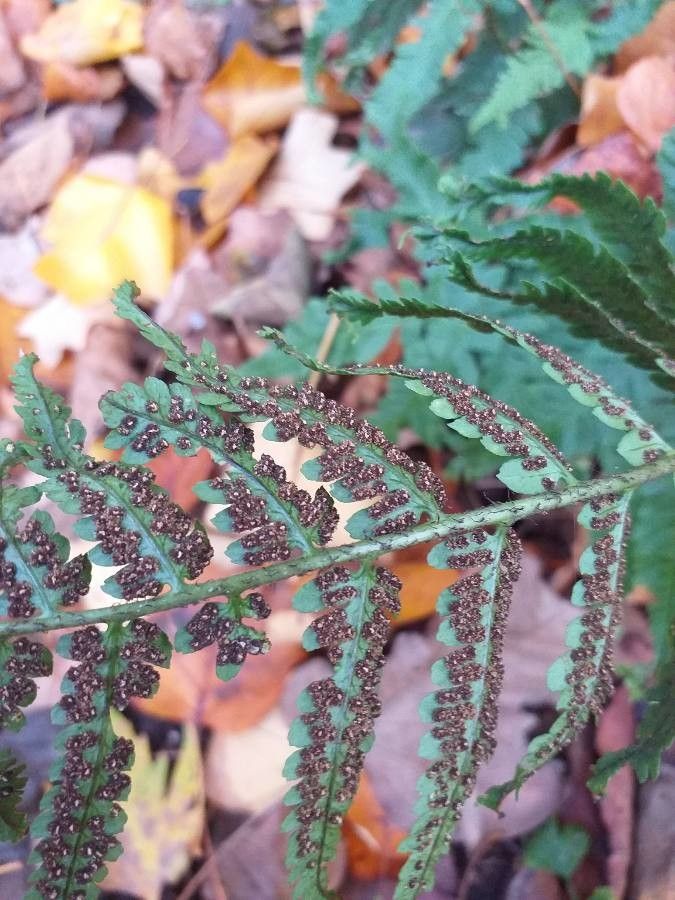 Dryopteris uniformis leaf