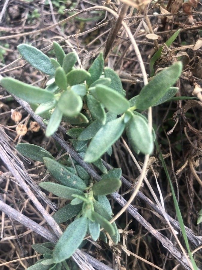 Helianthemum squamatum — houseplant care guide