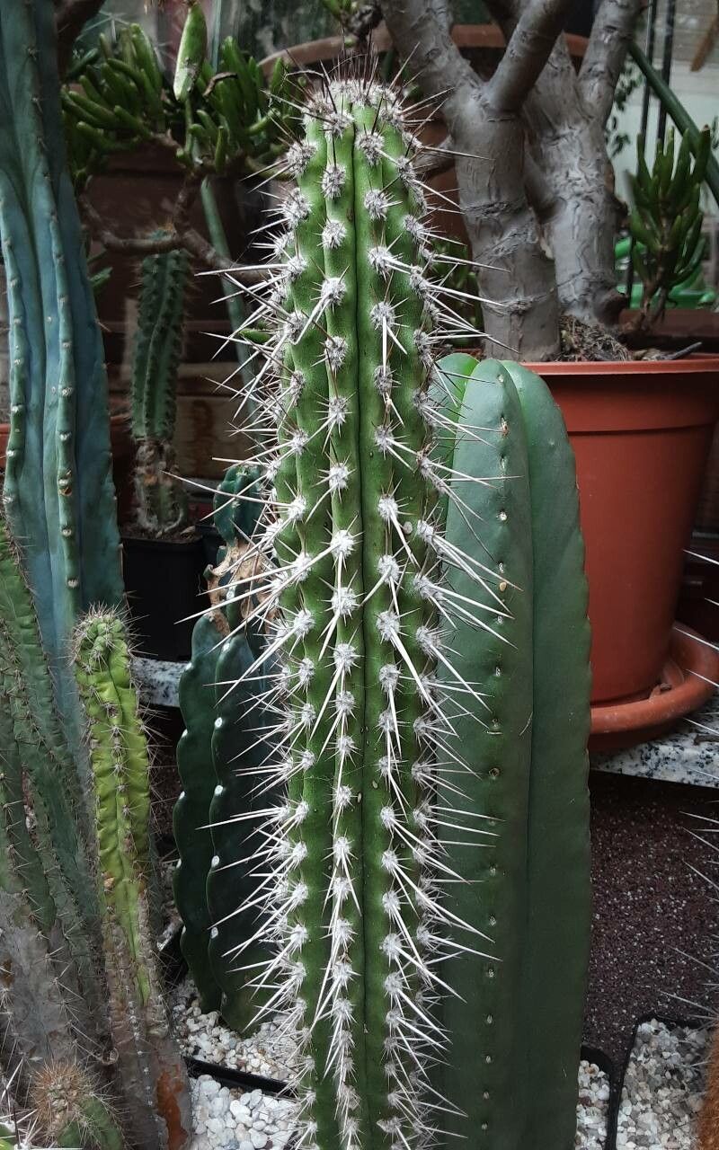 Eulychnia taltalensis habit