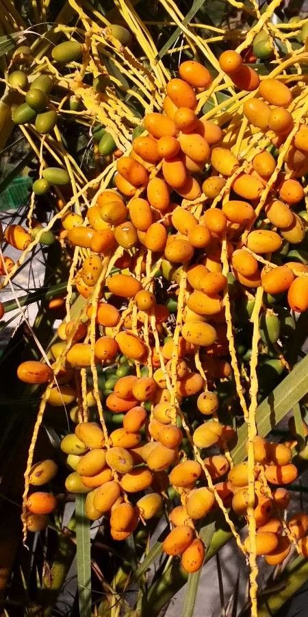 Phoenix canariensis fruit