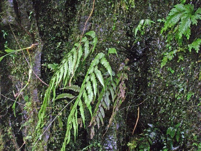Diplazium prominulum habit