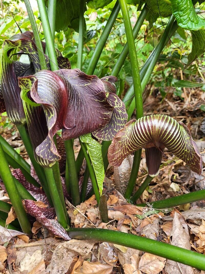 Arisaema griffithii flower