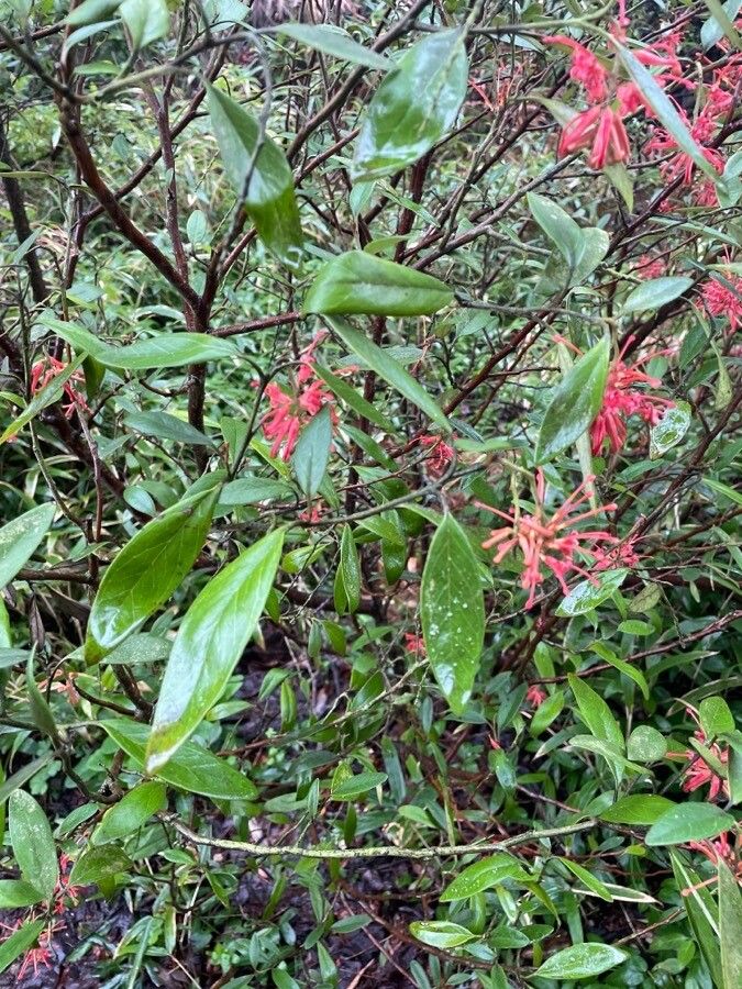 Grevillea rhyolitica — search result for 'Grevillea'