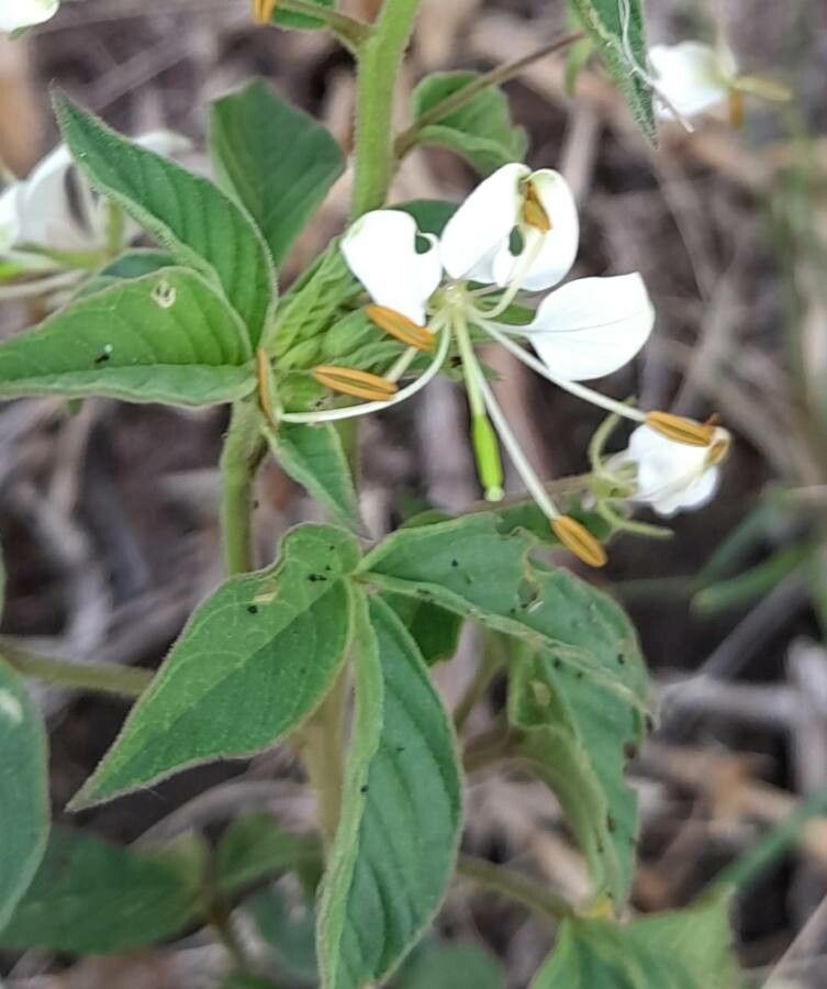 Cleome aculeata flower