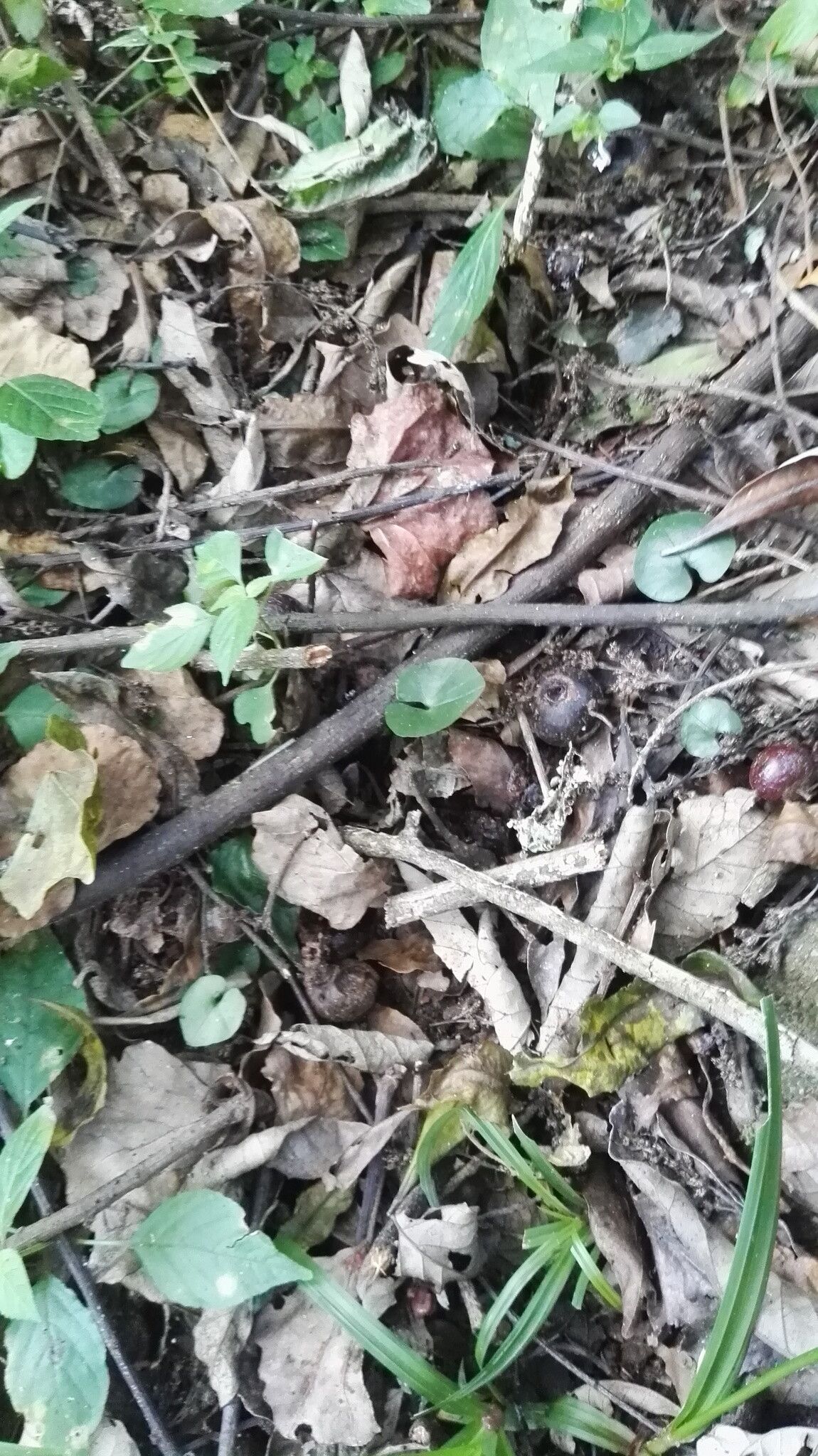 Nervilia lilacea habit