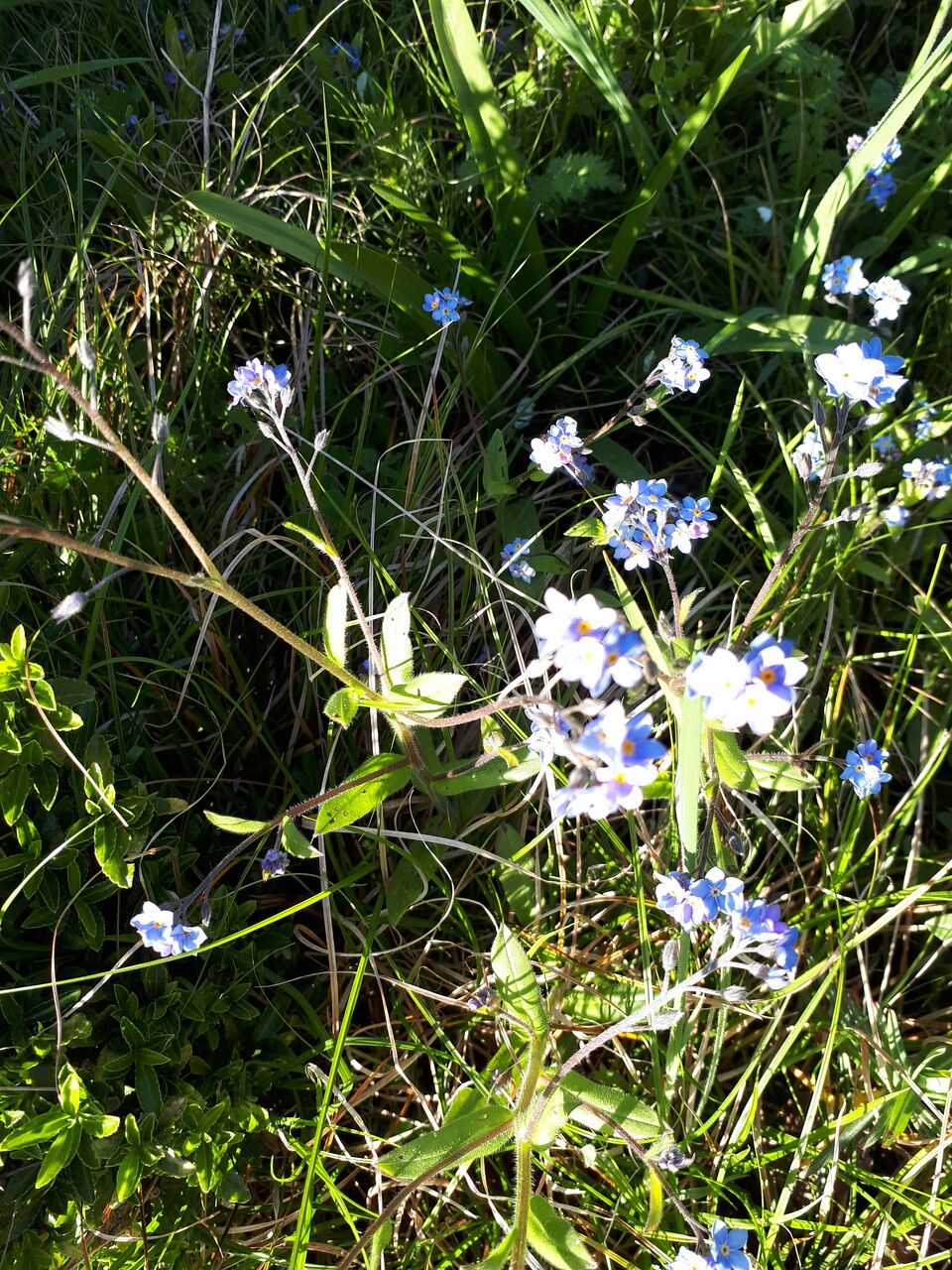 Myosotis asiatica flower