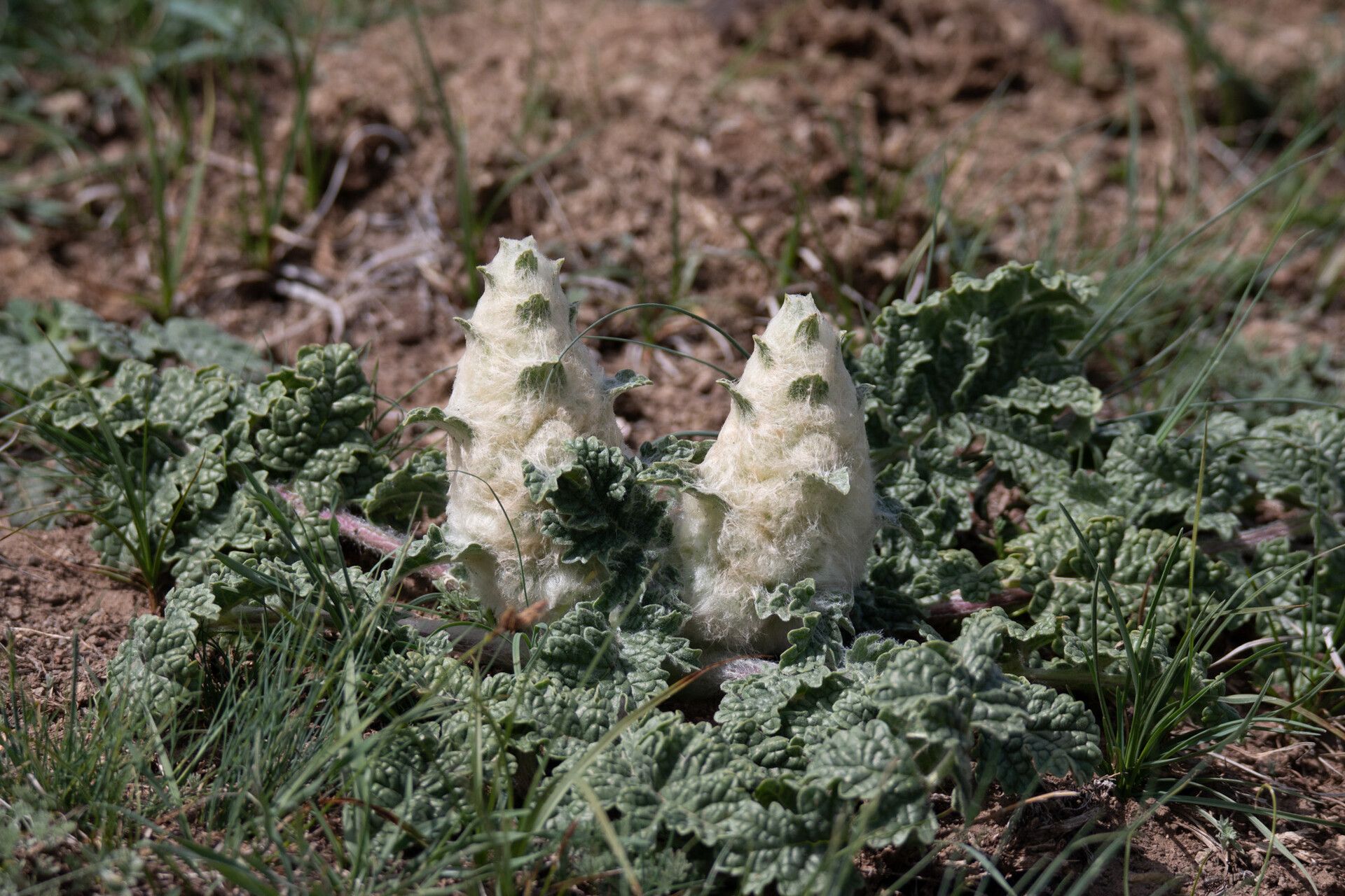 Phlomoides speciosa leaf