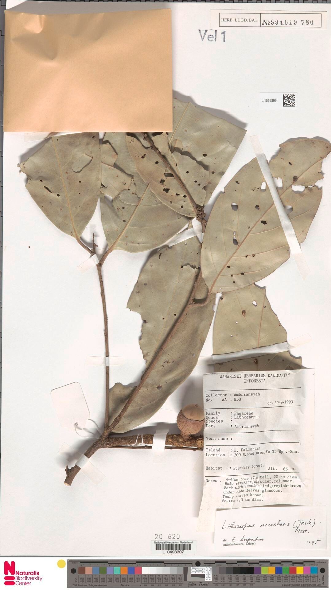 Lithocarpus urceolaris — houseplant care guide