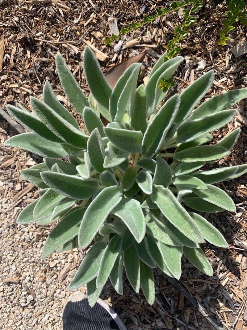 Sideritis gomeraea leaf