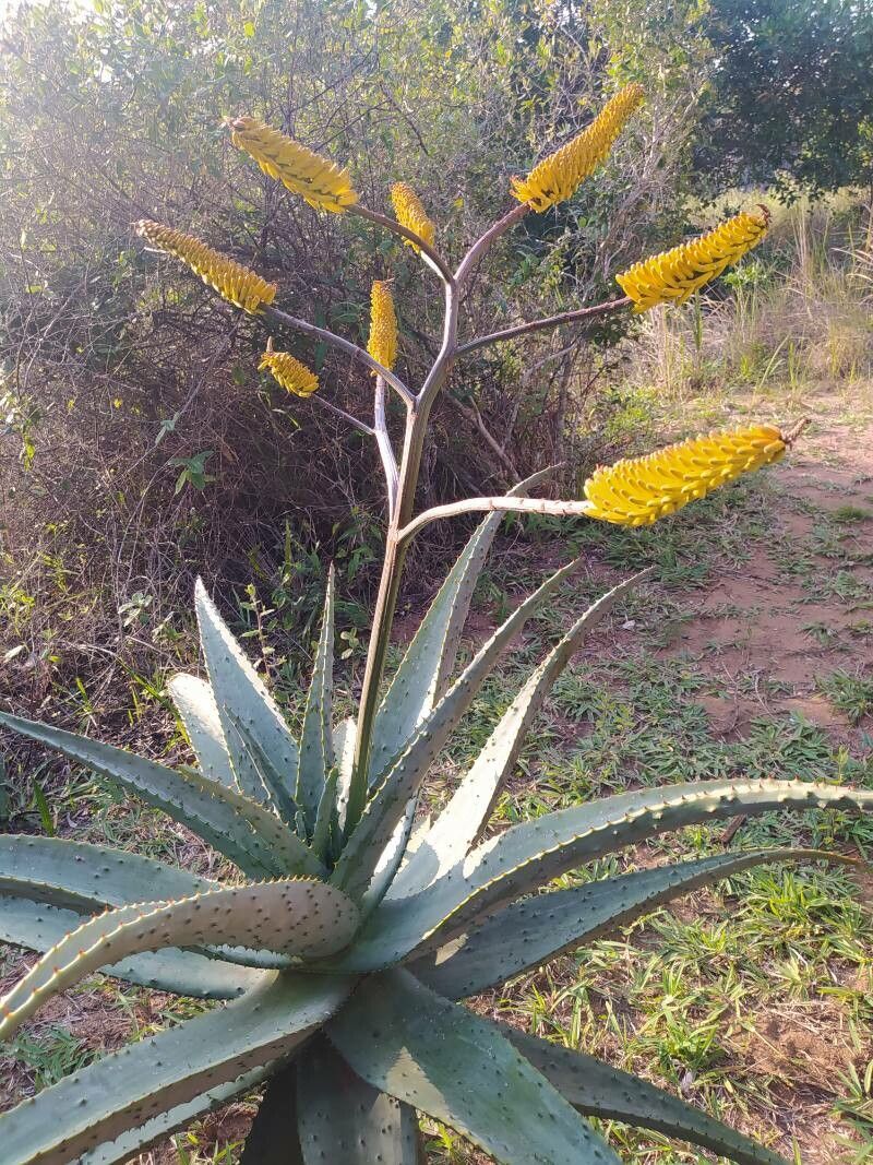 Aloe marlothii fruit