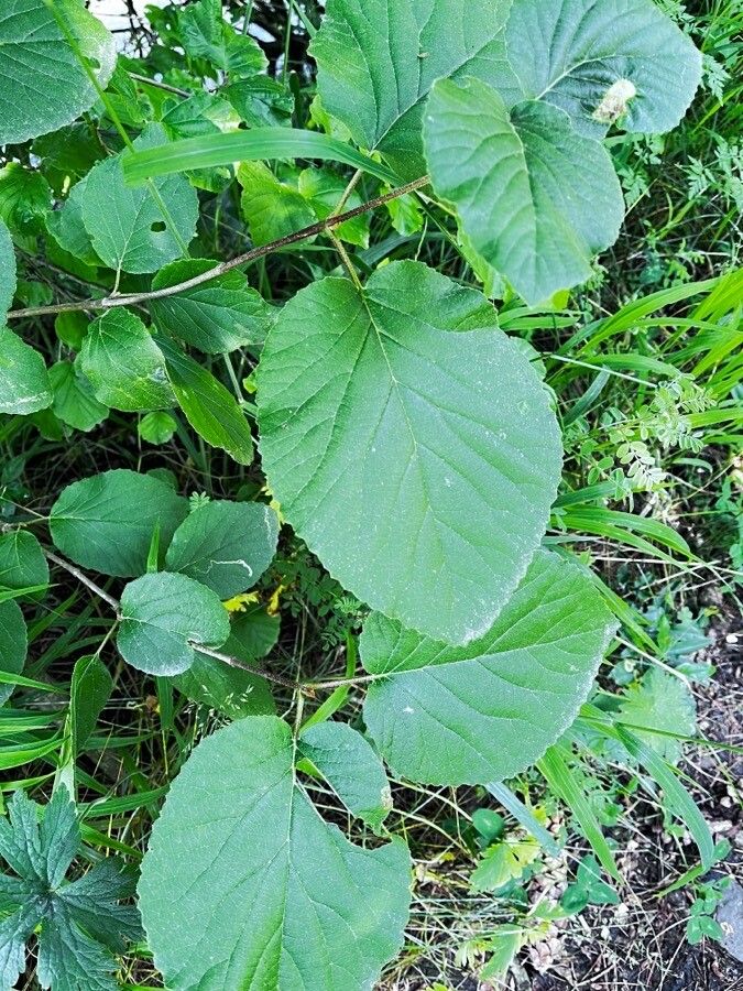 Viburnum cotinifolium leaf