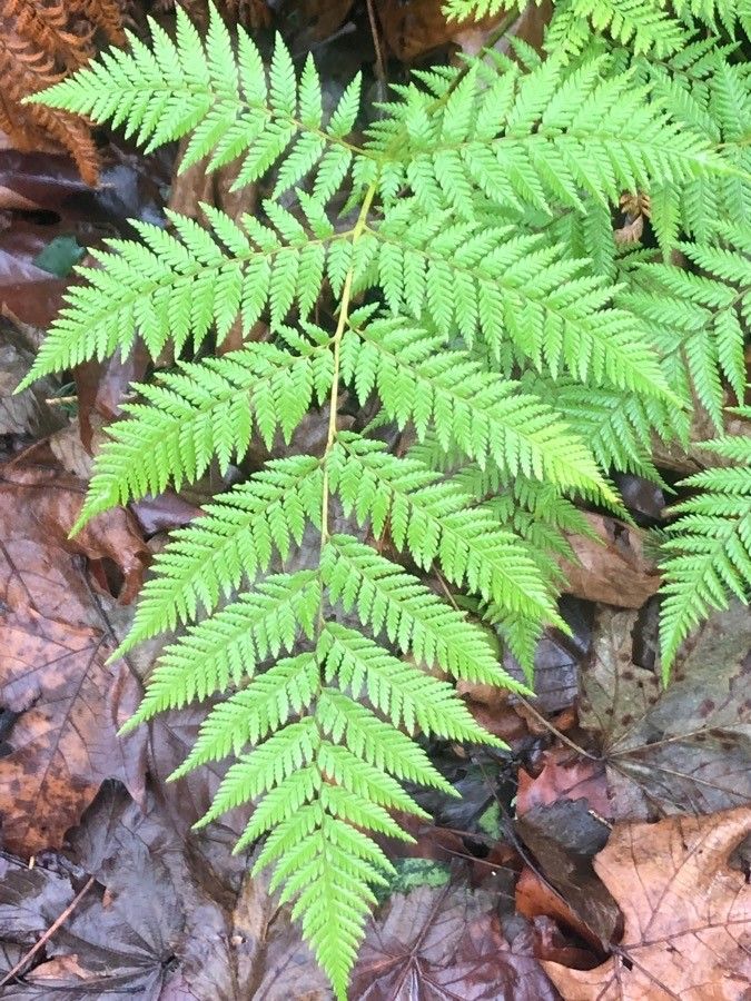 Lophosoria quadripinnata — search result for 'Cuba'