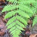 Lophosoria quadripinnata