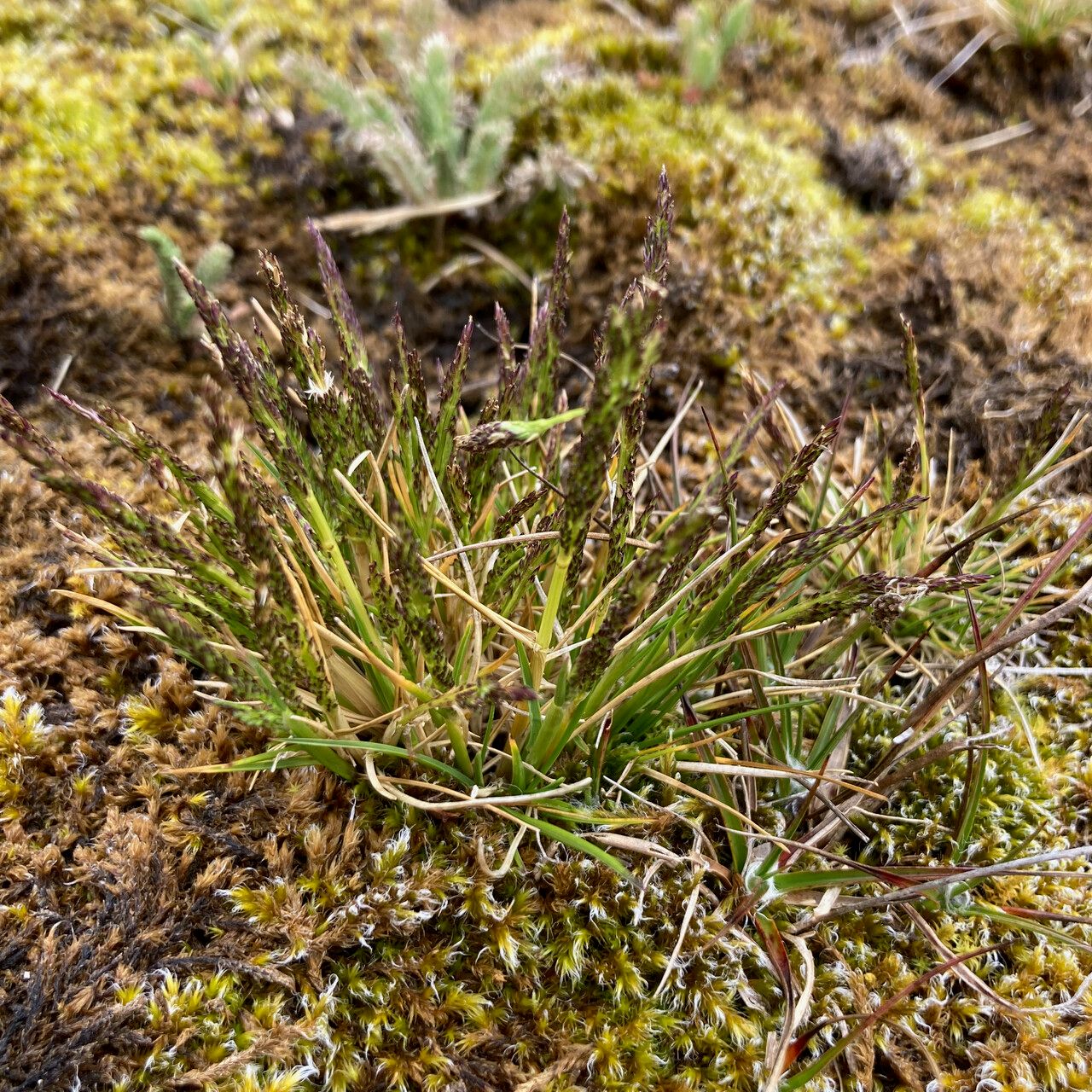 Muhlenbergia peruviana habit