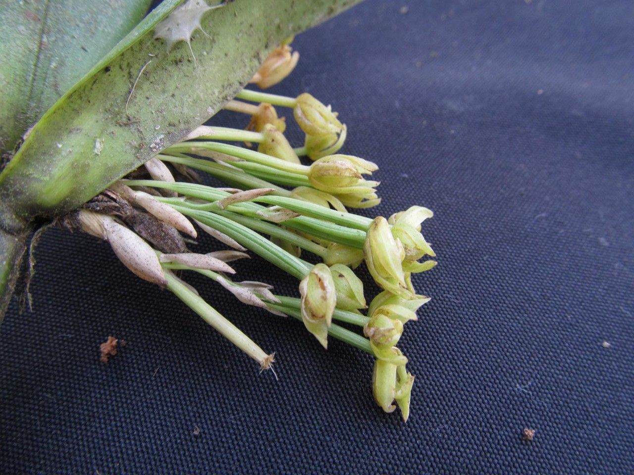 Scaphyglottis lindeniana — houseplant care guide