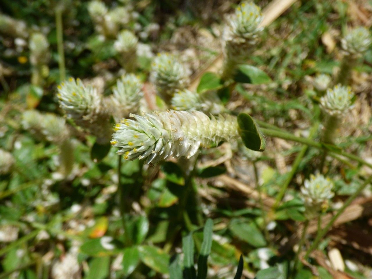 Gomphrena celosioides fruit