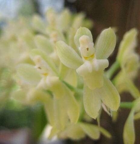 Gomesa recurva — houseplant care guide