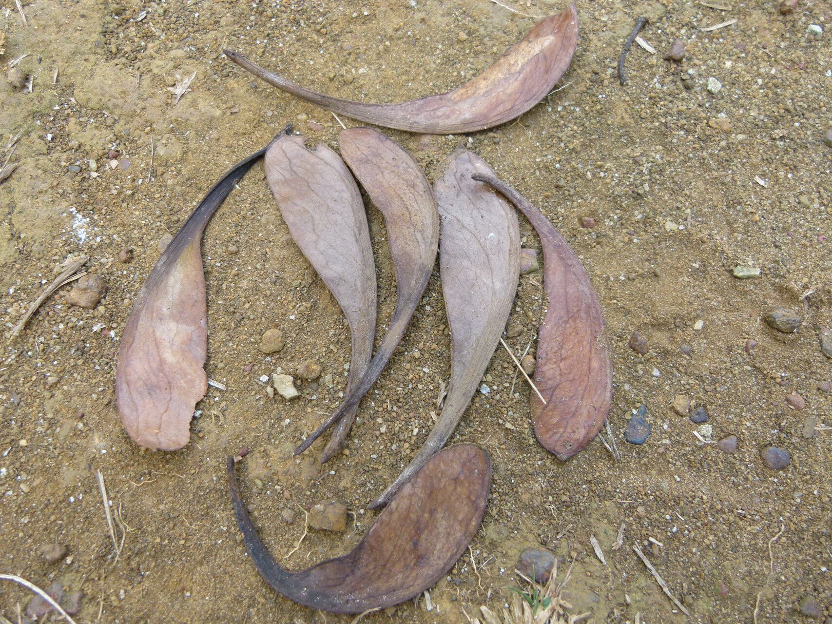 Prioria joveri fruit