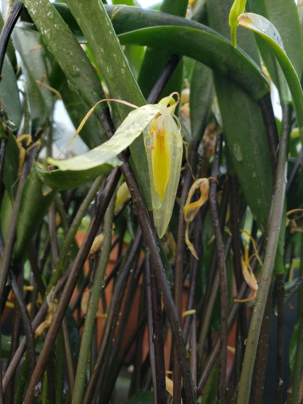 Pleurothallis saueri flower