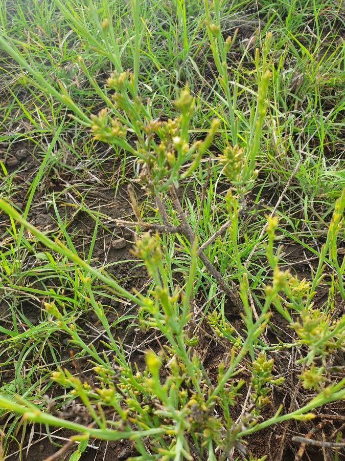 Thesium stuhlmannii — search result for 'Thesium'