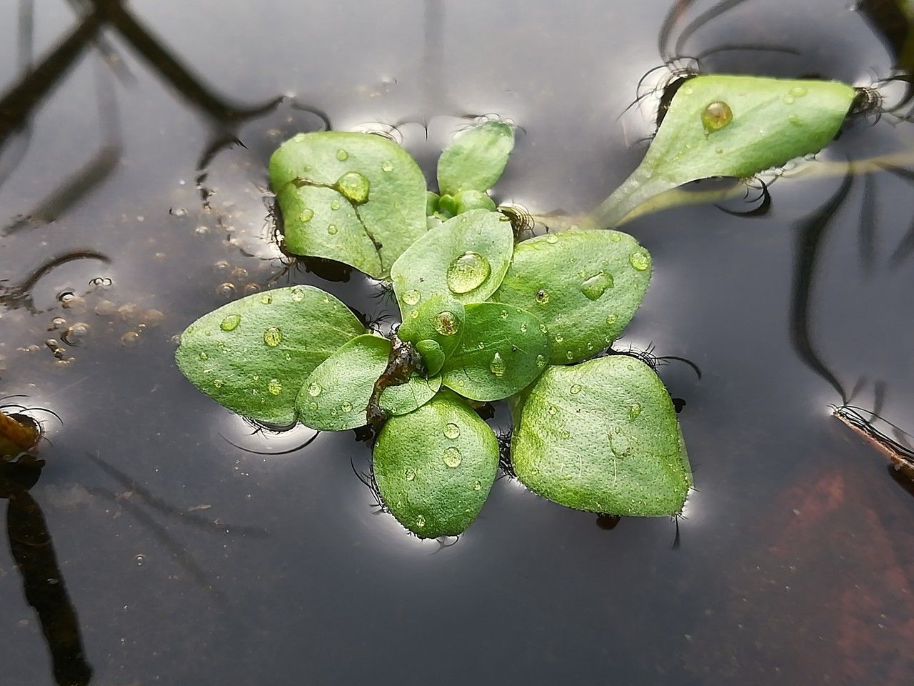 Callitriche stagnalis — houseplant care guide