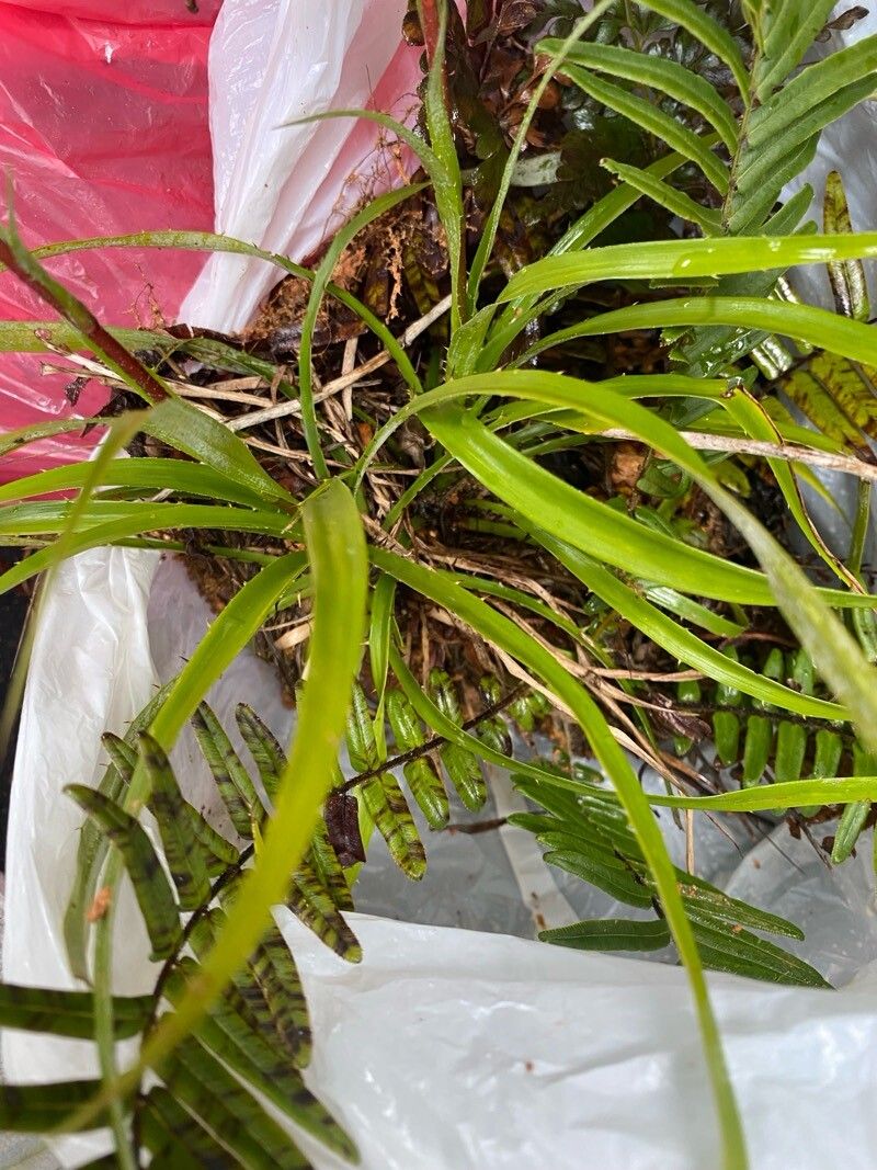 Pitcairnia domingensis — search result for 'Pitcairnia'