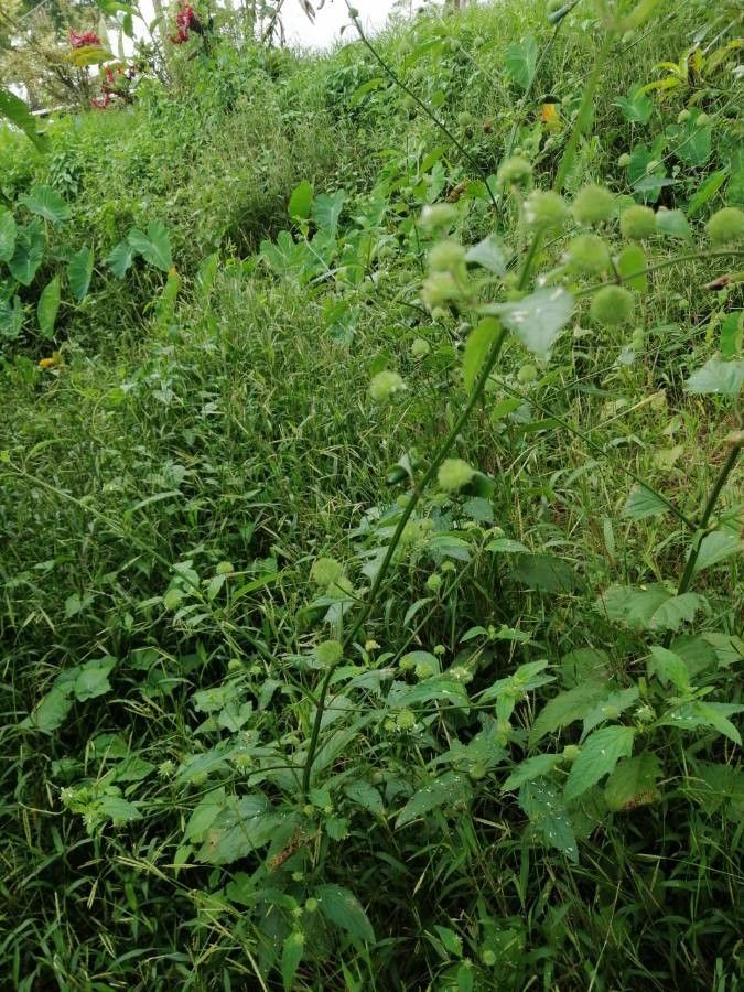 Hyptis capitata flower