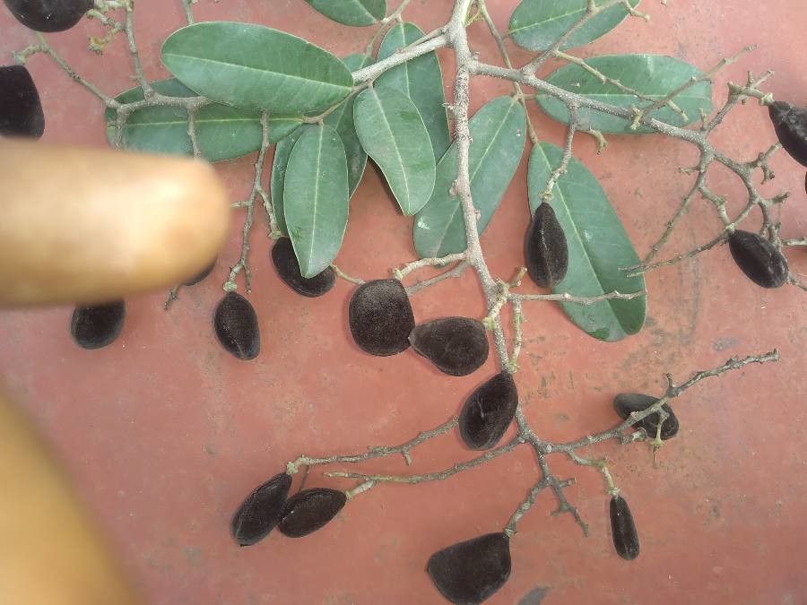 Dialium guineense fruit