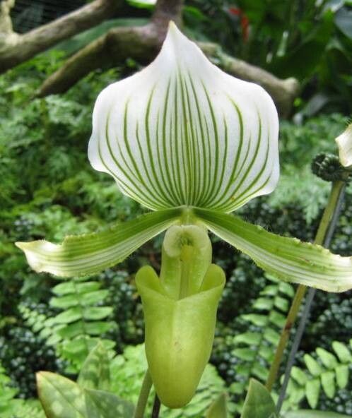 Paphiopedilum lawrenceanum flower