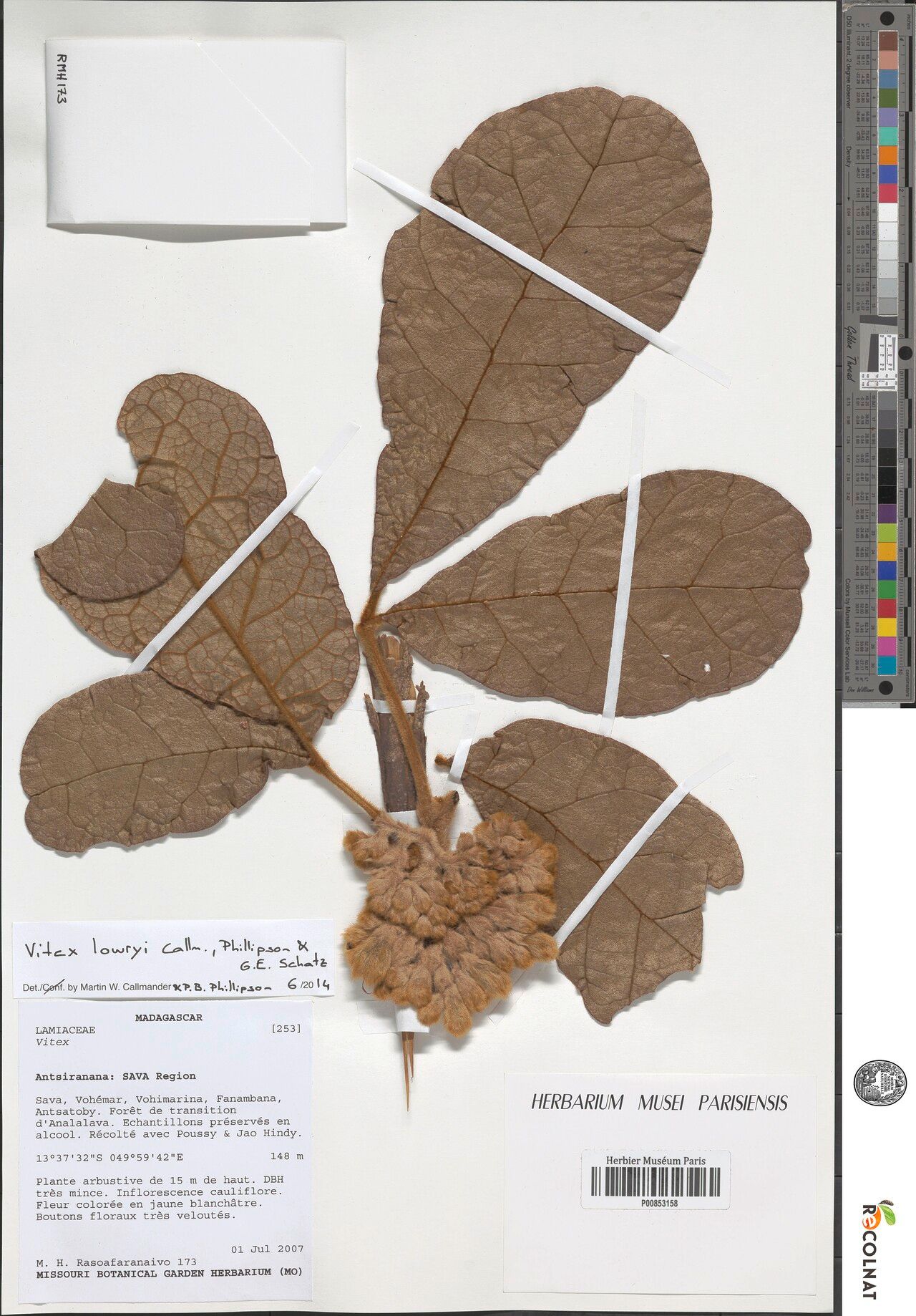 Vitex lowryi — houseplant care guide