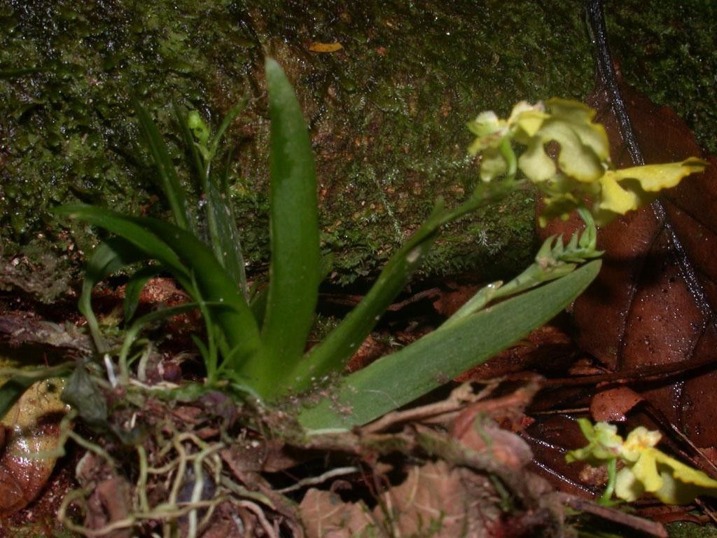 Psygmorchis pusilla habit