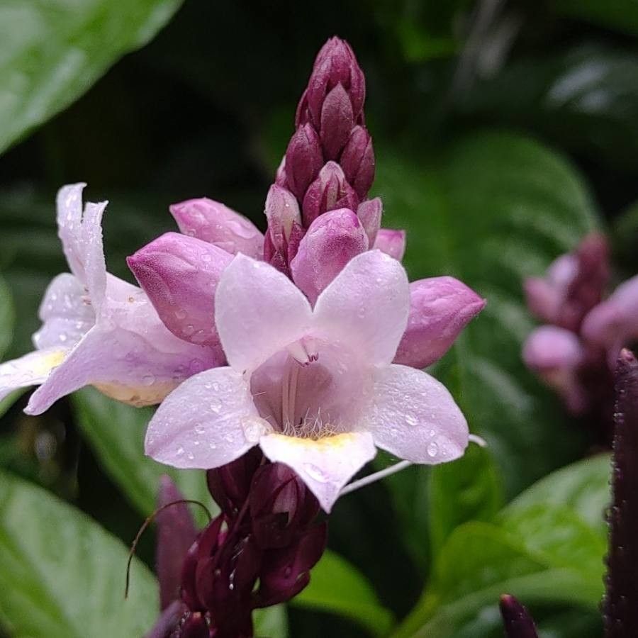 Phlogacanthus turgidus flower