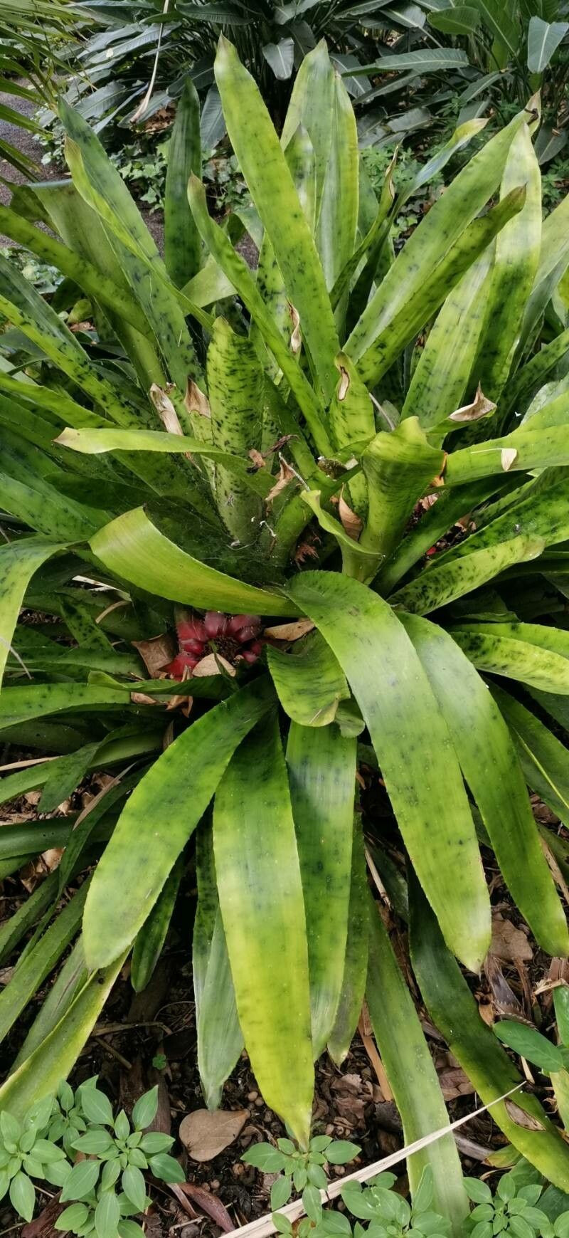 Canistrum giganteum habit