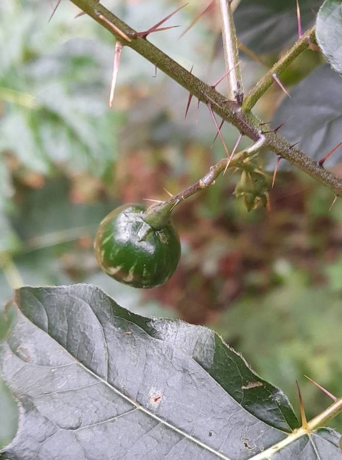 Solanum palinacanthum fruit