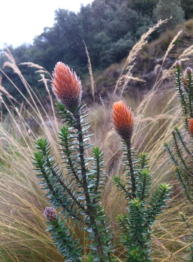 Chuquiraga jussieui flower