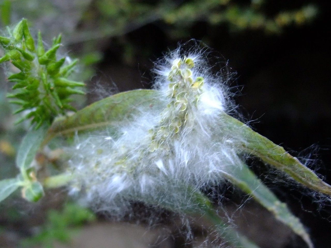 Salix pedicellata fruit