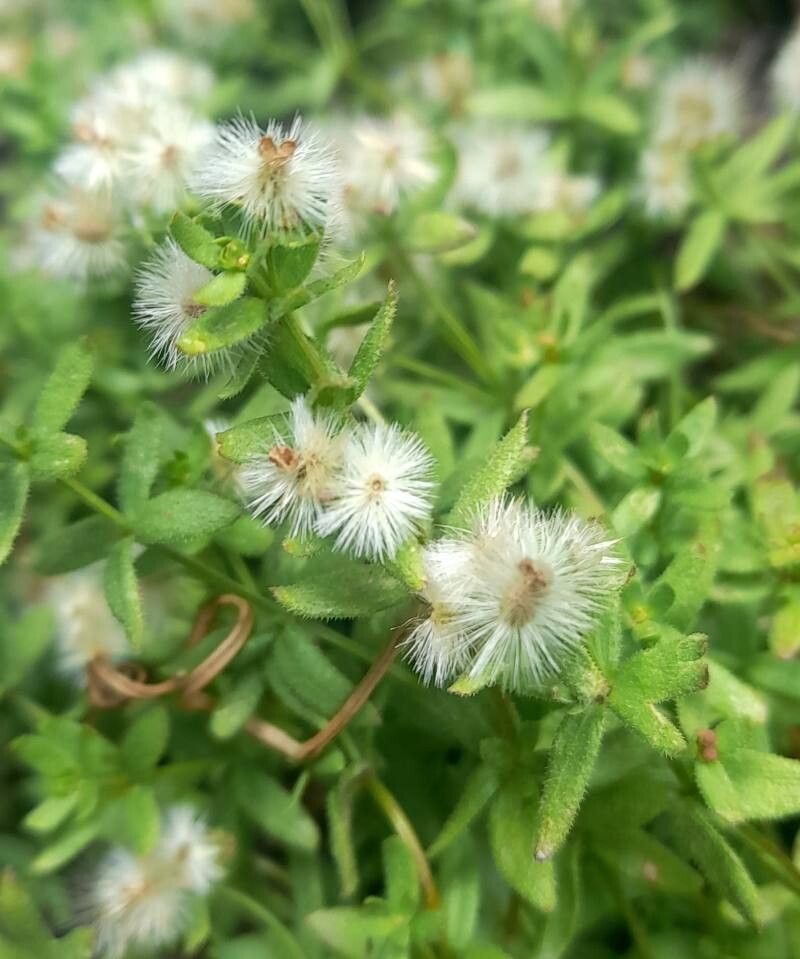 Galium eriocarpum fruit
