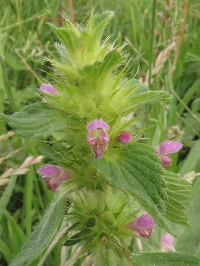 Galeopsis bifida flower