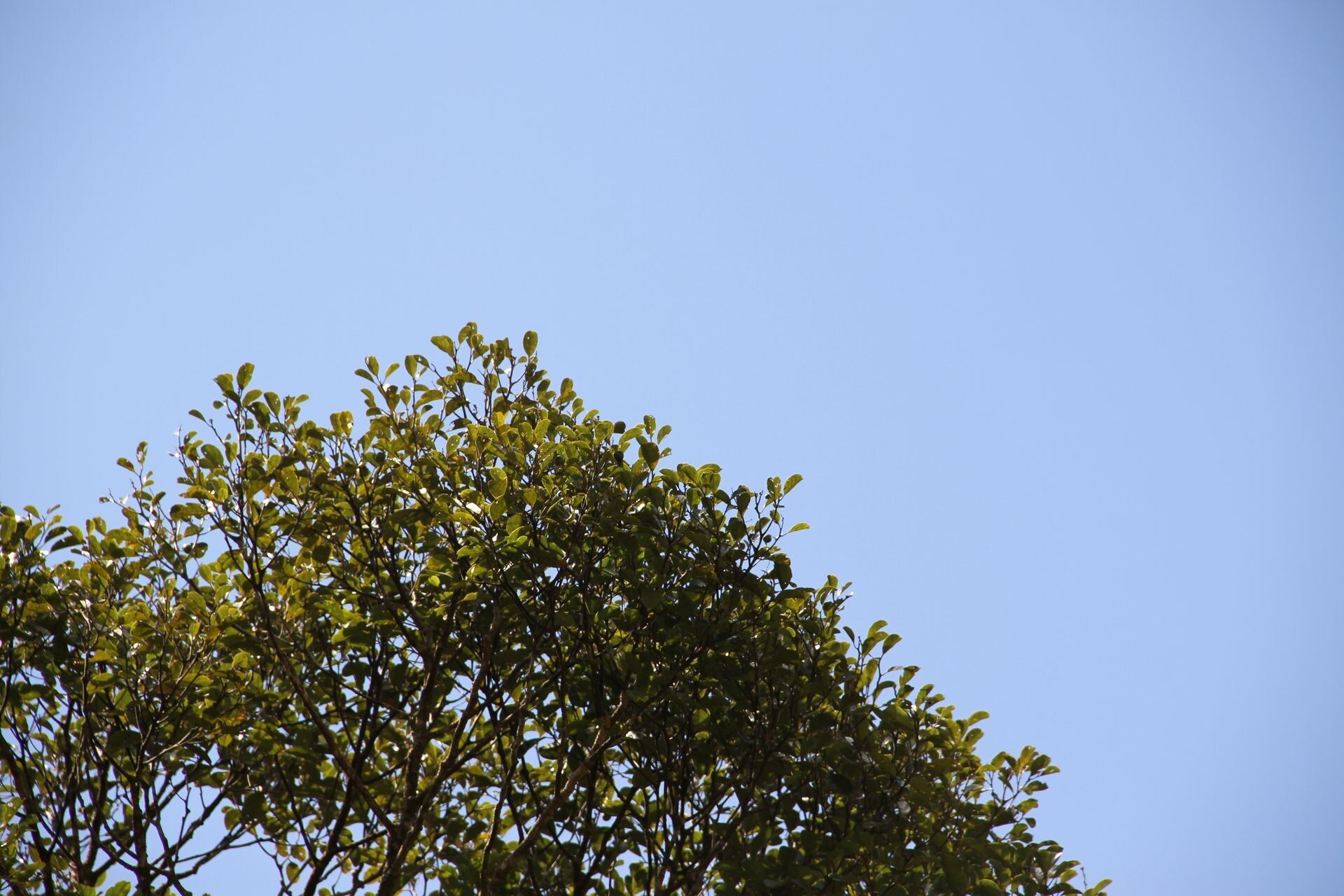 Cryptocarya elliptica habit