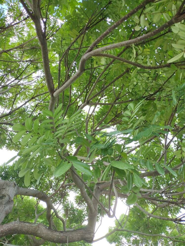 Simarouba glauca leaf