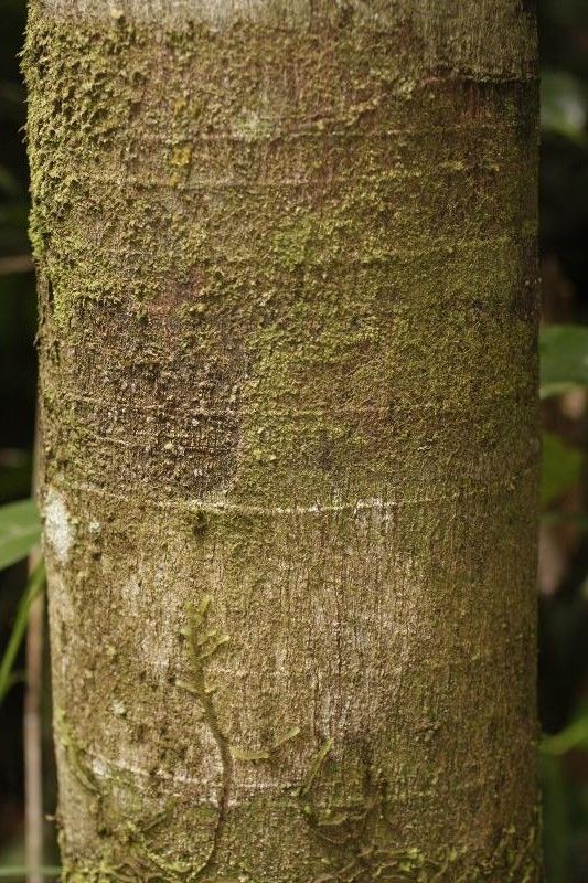 Byrsonima laevigata bark