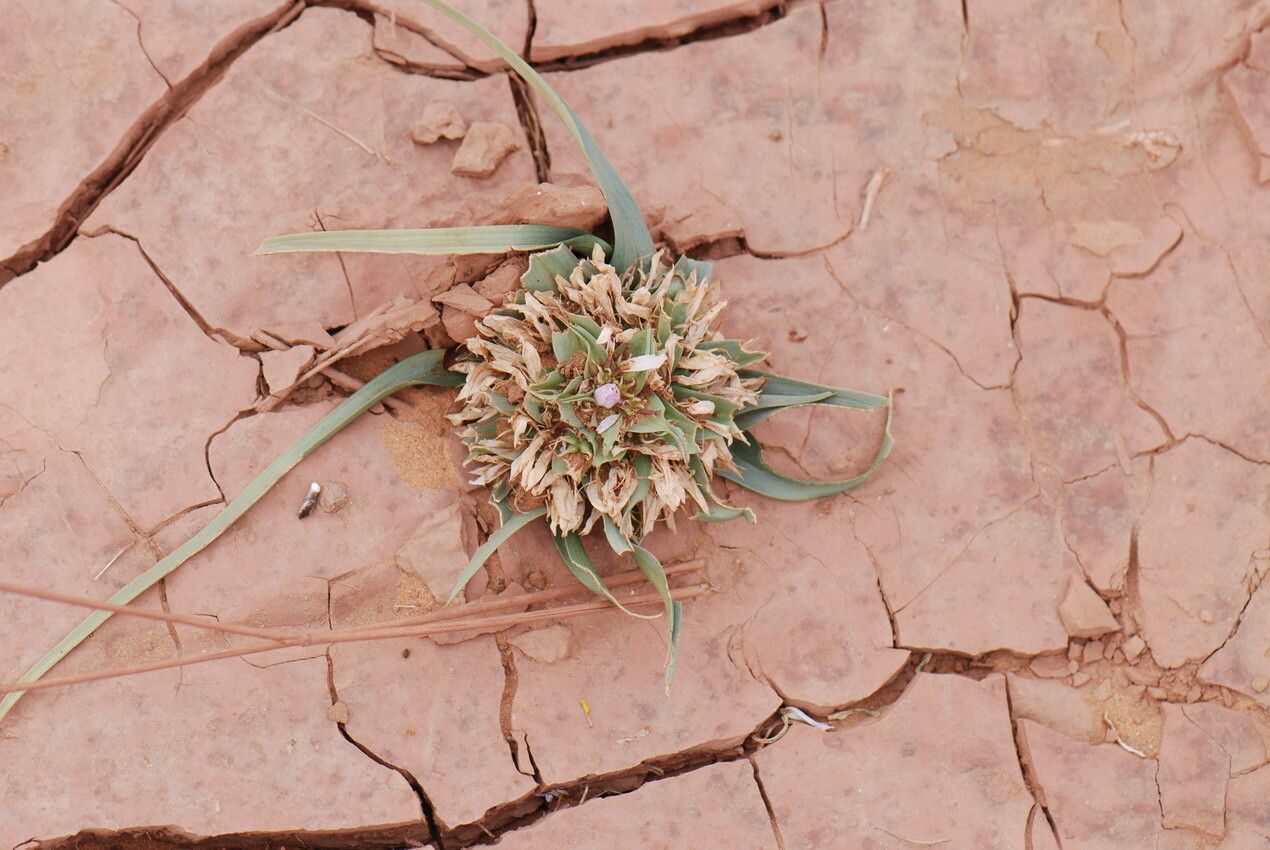 Colchicum gramineum fruit