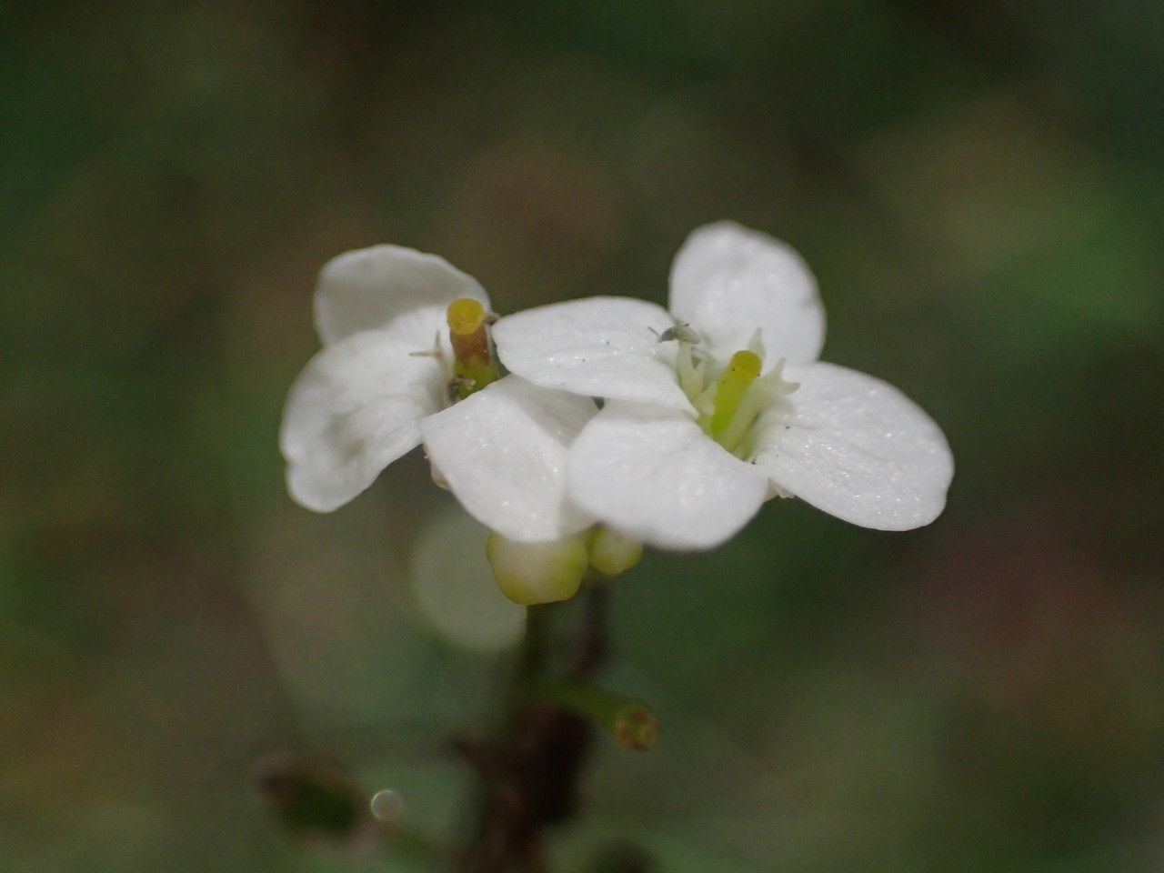 Crambe santosii — search result for 'Crambe'