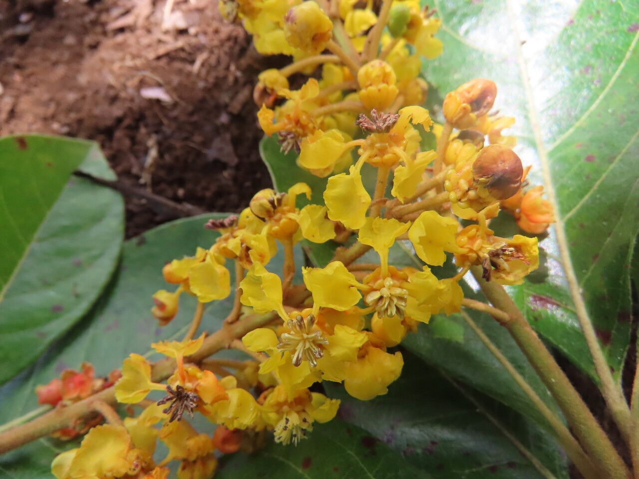 Byrsonima crassifolia flower