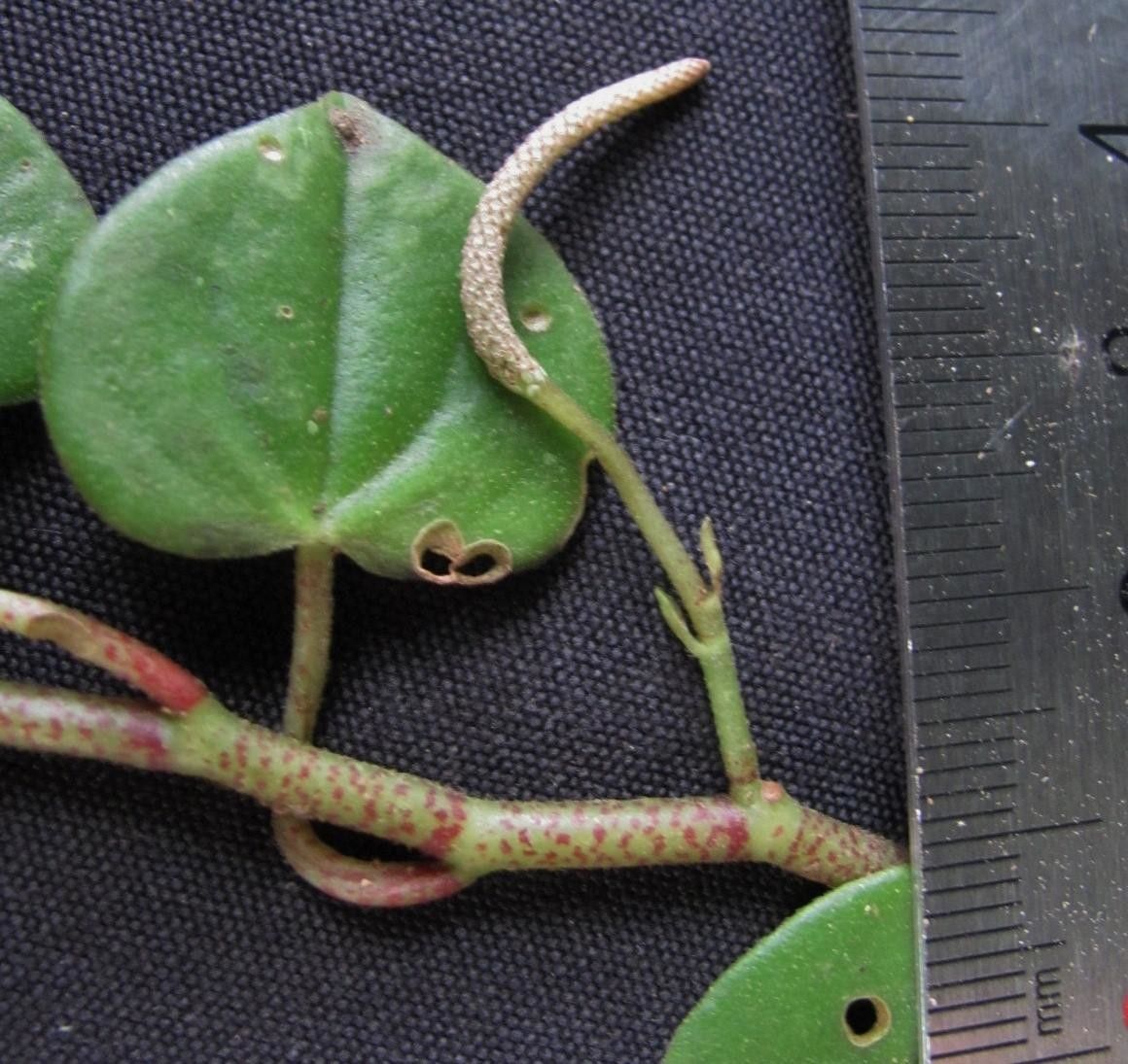 Peperomia pseudocasaretti — houseplant care guide