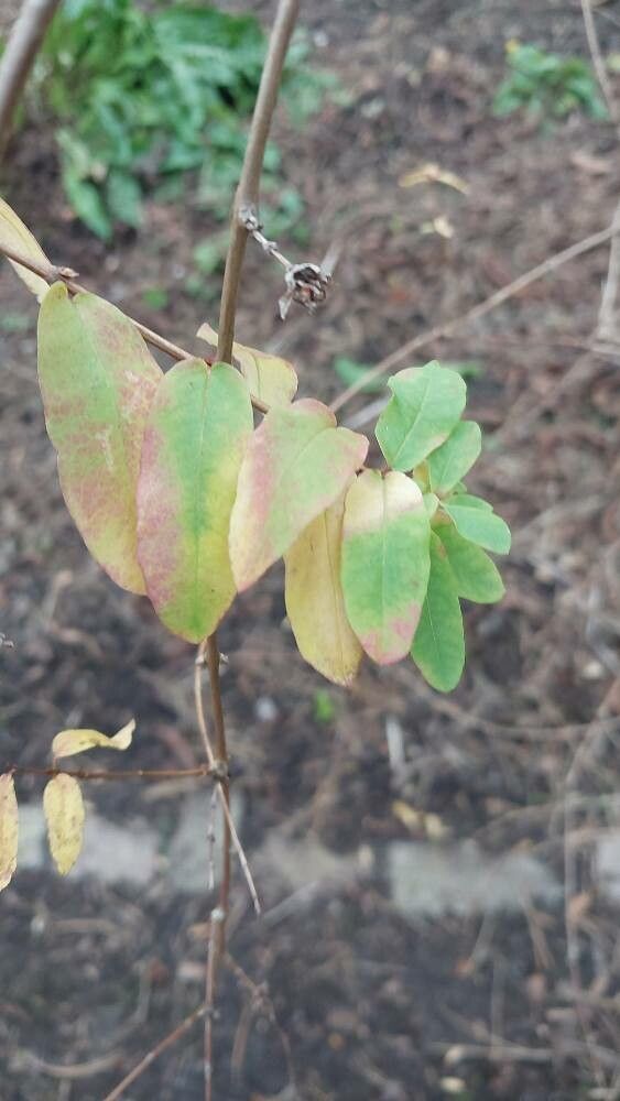 Lonicera rupicola — search result for 'Lonicera'