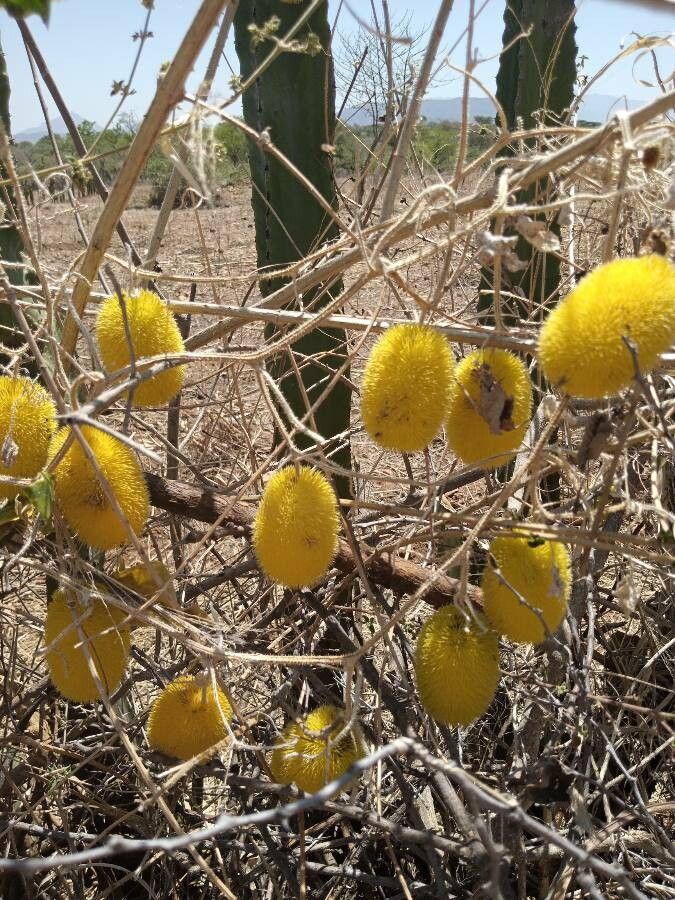 Cucumis dipsaceus fruit