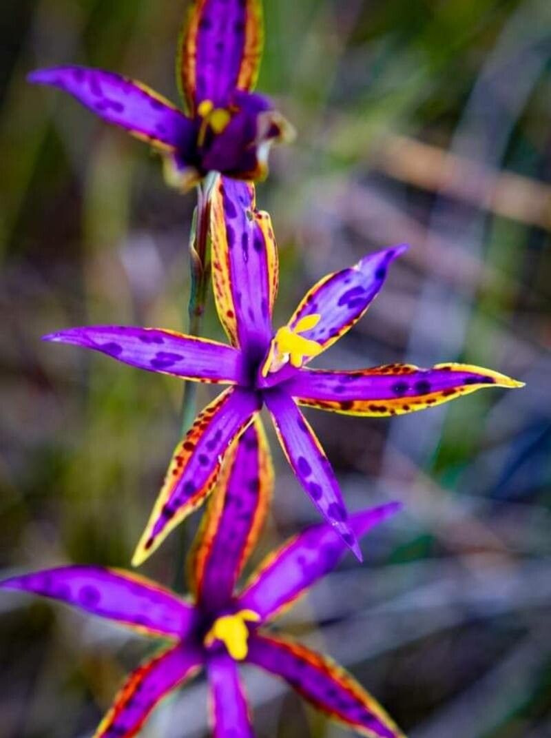 Thelymitra speciosa — search result for 'Orchidaceae'