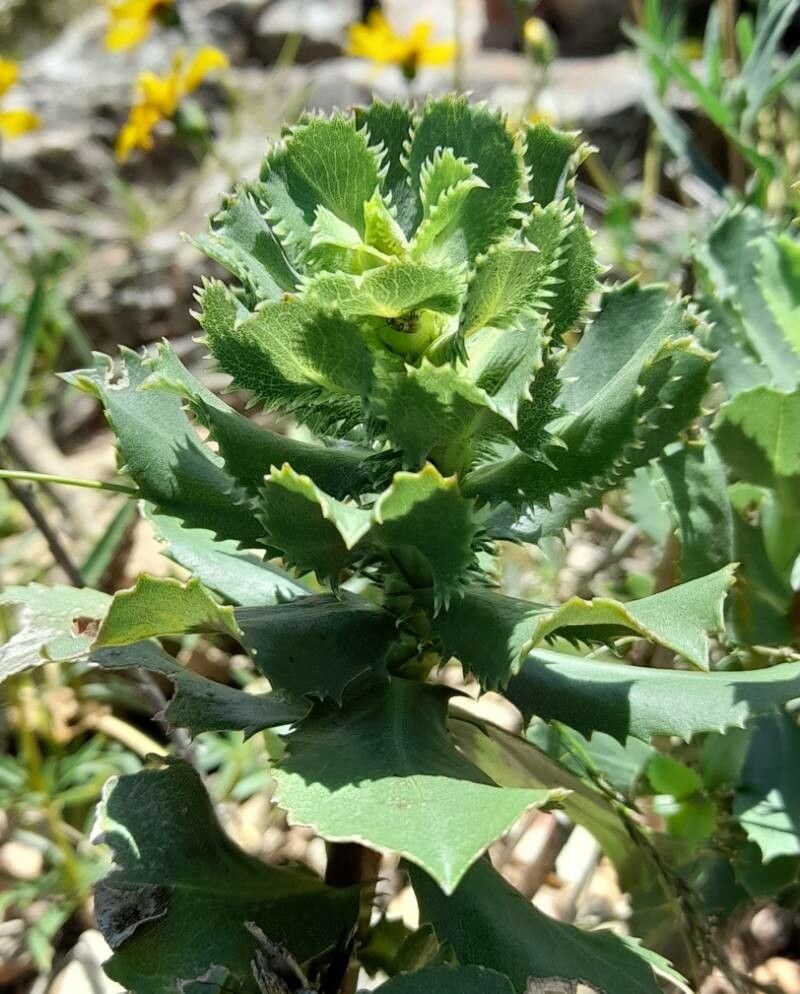 Grindelia buphthalmoides — houseplant care guide